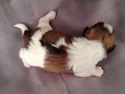 Male Teddy bear puppy for sale #1 Born February 10, 2013|Discounted shipping available to Florida and many other states right Now! 2